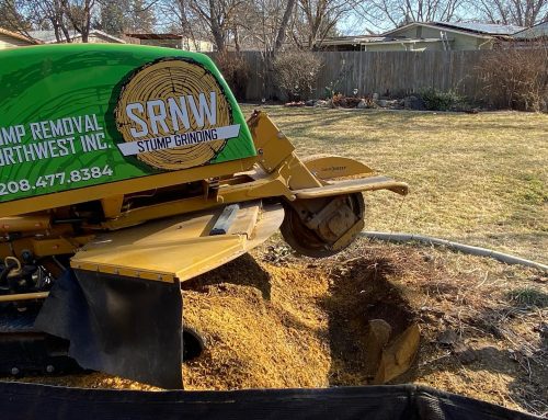 Stump Grinding Cost & How To Calculate It