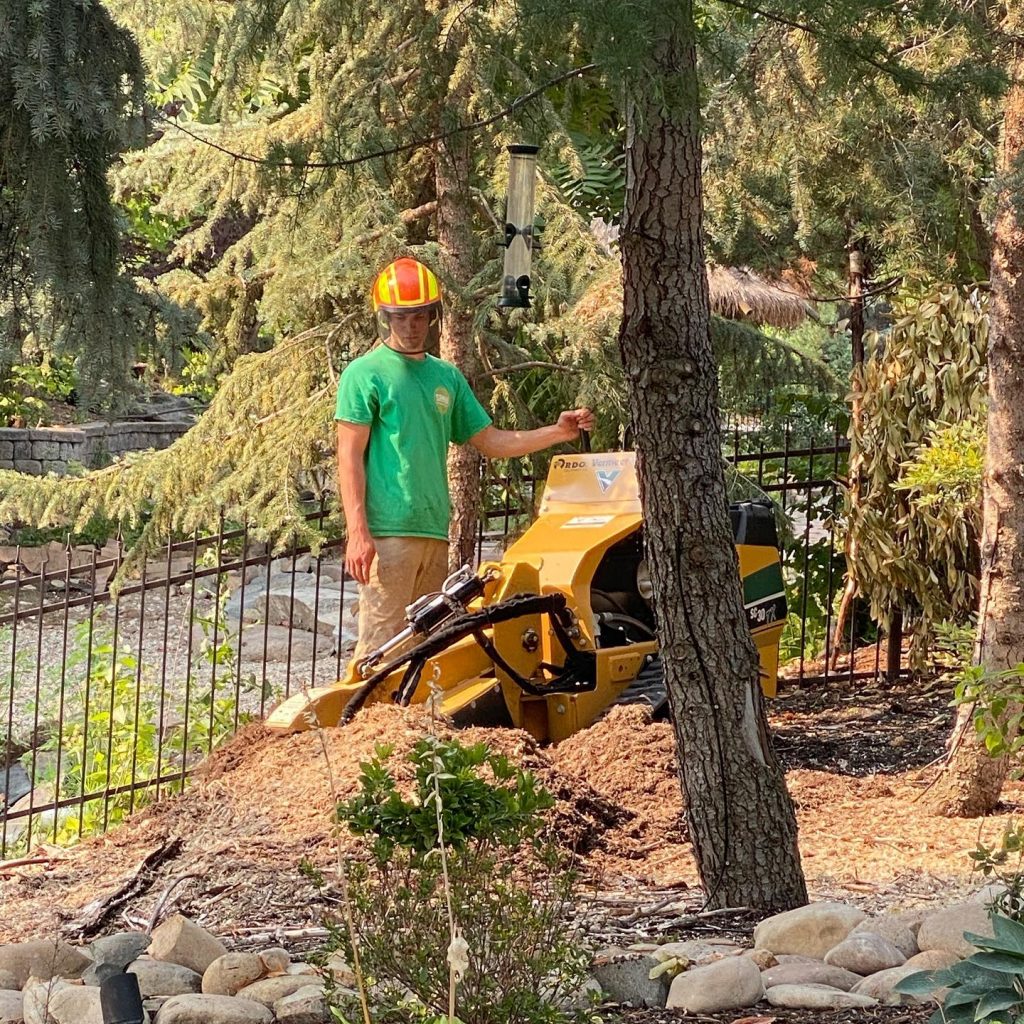 stump grinder removing tree stump in boise tree stump grinding boise