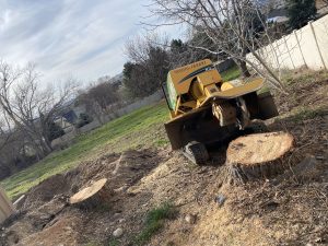 local boise stump grinding