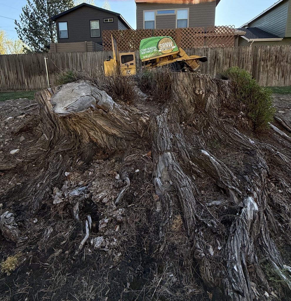 before stump